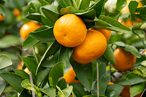 Orange Picking